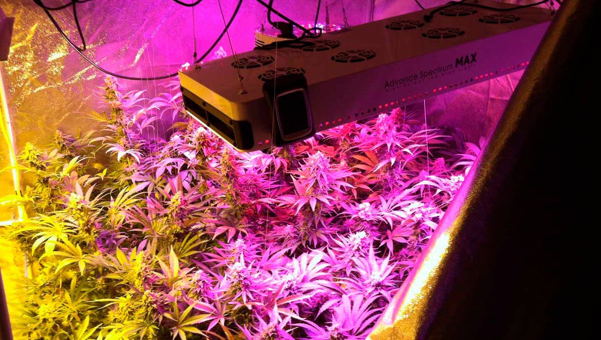 How to grow autoflower cannabis indoors: LEDs