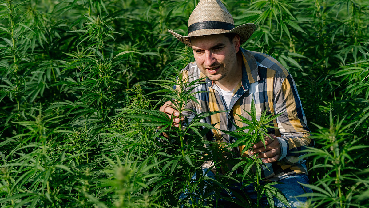 New York Farmers Can Switch From Hemp to Cannabis This Season: A man in a hat and farmer's clothes posing in a hemp field New York Farmers Can Switch From Hemp to Cannabis This Season: A man in a hat and farmer's clothes posing in a hemp field