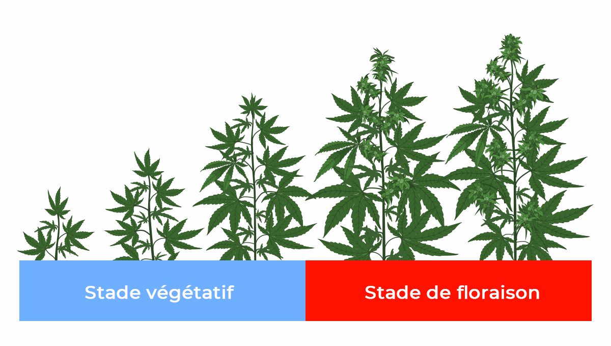 Meilleur spectre lumineux pour les autofloraisons: spectre lumineux pour chaque étape