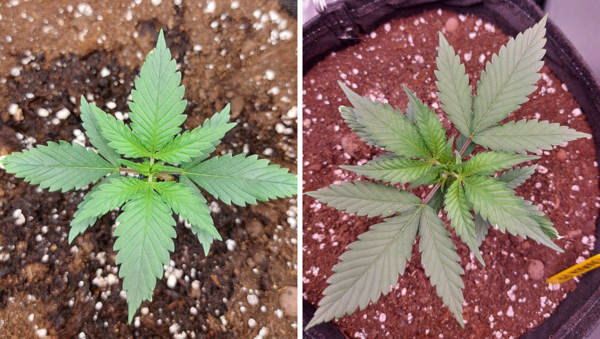 Banana Purple Punch Auto Cannabissorte: mittlere Vegetationsphase | Wochen 3-4 | natürliches Wachstum Banana Purple Punch Auto Cannabissorte: mittlere Vegetationsphase | Wochen 3-4 | natürliches Wachstum