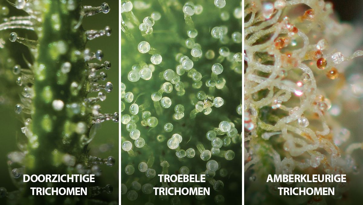 Wat is het beste moment om zelfbloeiende Cannabis te oogsten?: Staat van de trichomen Wat is het beste moment om zelfbloeiende Cannabis te oogsten?: Staat van de trichomen