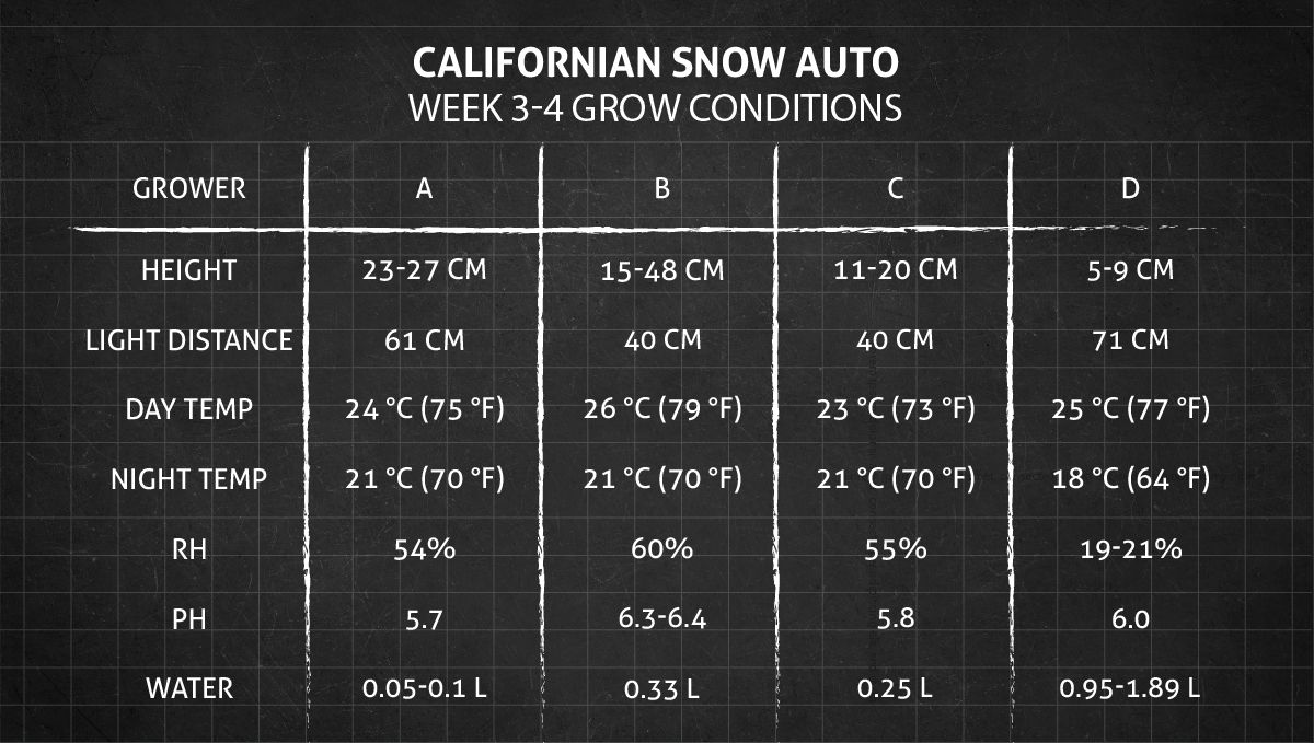 Californian Snow Auto cannabis strain: weeks 3-4 grow conditions