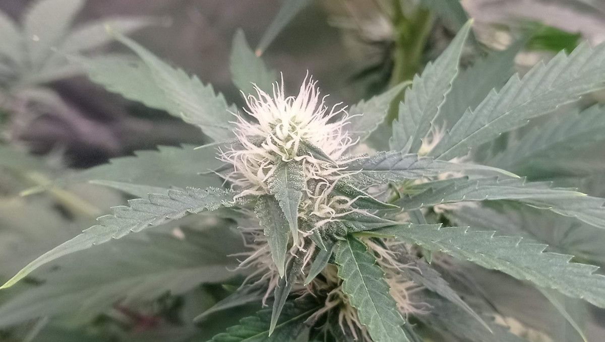 Strawberry Cheesecake Auto cannabis strain: early flower | weeks 6-7 | a closeup of a budding plant top bristling with white hairs and some trichomes emerging on the trim leaves