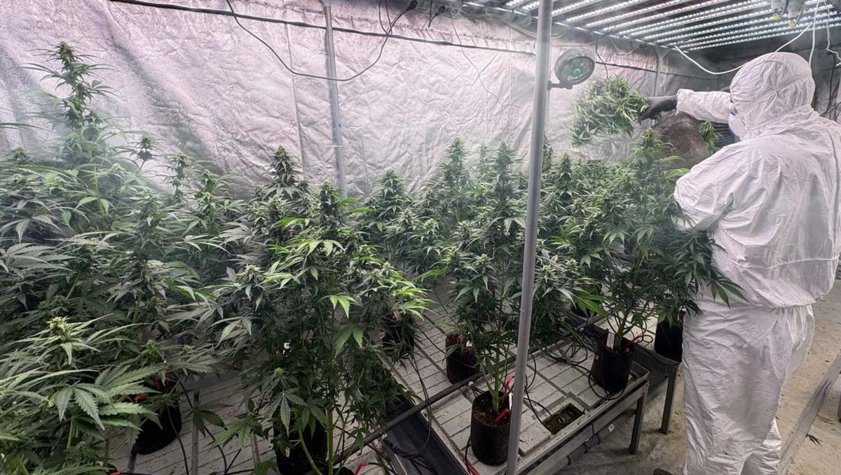col12.jpg Pollination of Amnesia Haze