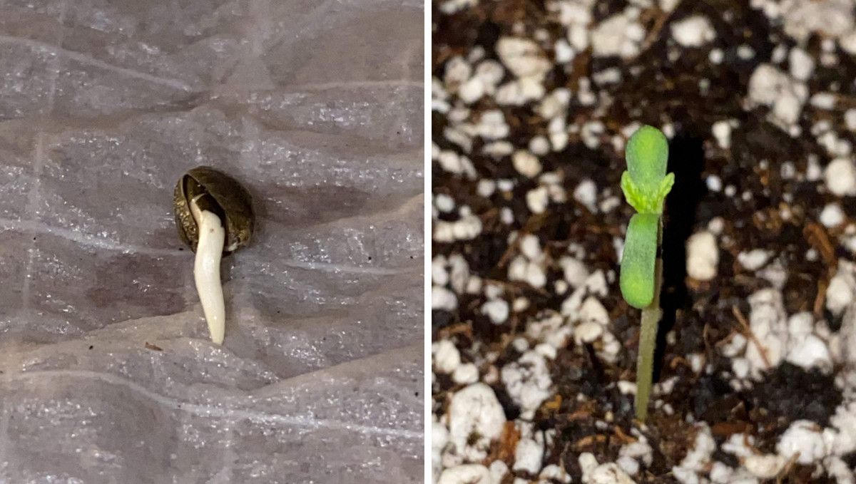 Pineapple Express Auto cannabis strain: germination and seedling stage | week 1 | a seed with a taproot showing and a 1-day-old sprout Pineapple Express Auto cannabis strain: germination and seedling stage | week 1 | a seed with a taproot showing and a 1-day-old sprout