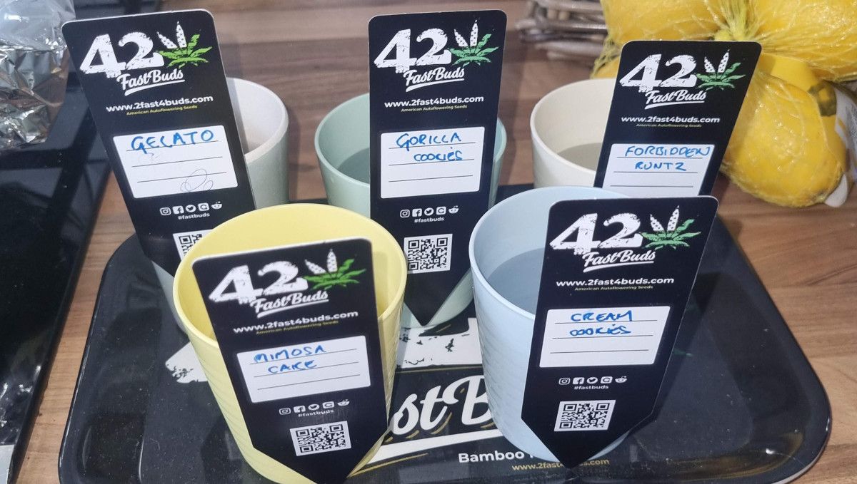 Mimosa Cake Auto cannabis strain: germination and seedling stage | week 1 | several cups with water marked with 420 FastBuds strain cards Mimosa Cake Auto cannabis strain: germination and seedling stage | week 1 | several cups with water marked with 420 FastBuds strain cards