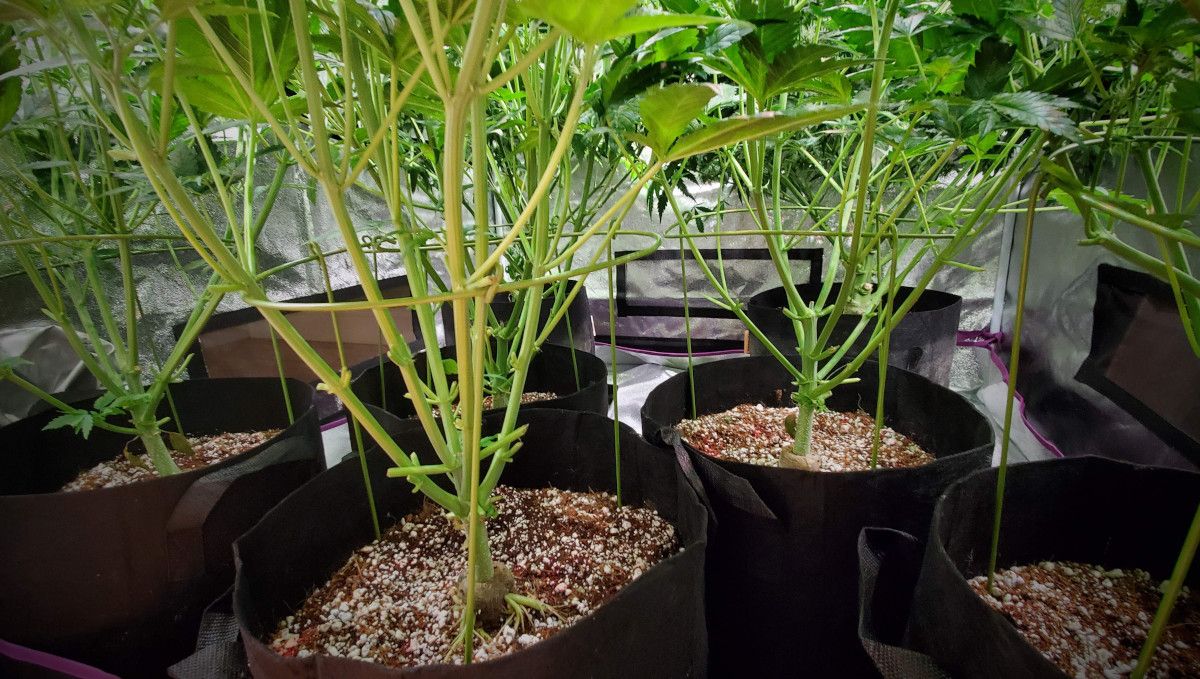 Super Lemon Haze Auto cannabis strain: early flower | weeks 6-7 | the bottom parts of several autos grown in an indoor tent with foliage and bud sites lollipopped Super Lemon Haze Auto cannabis strain: early flower | weeks 6-7 | the bottom parts of several autos grown in an indoor tent with foliage and bud sites lollipopped