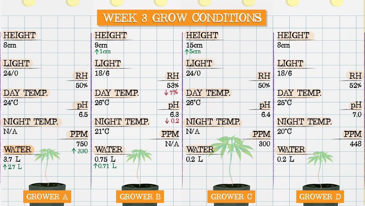 Gelato Auto Cannabis Strain Week-by-Week Guide: Grow conditions in week 3 Gelato Auto Cannabis Strain Week-by-Week Guide: Grow conditions in week 3
