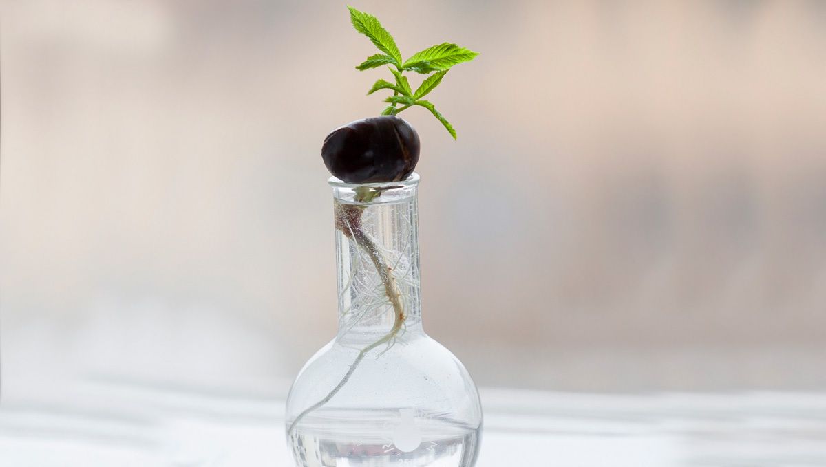 How to Grow Cannabis Indoors: a Beginners guide - 2021 (Part 2): Hydroponics