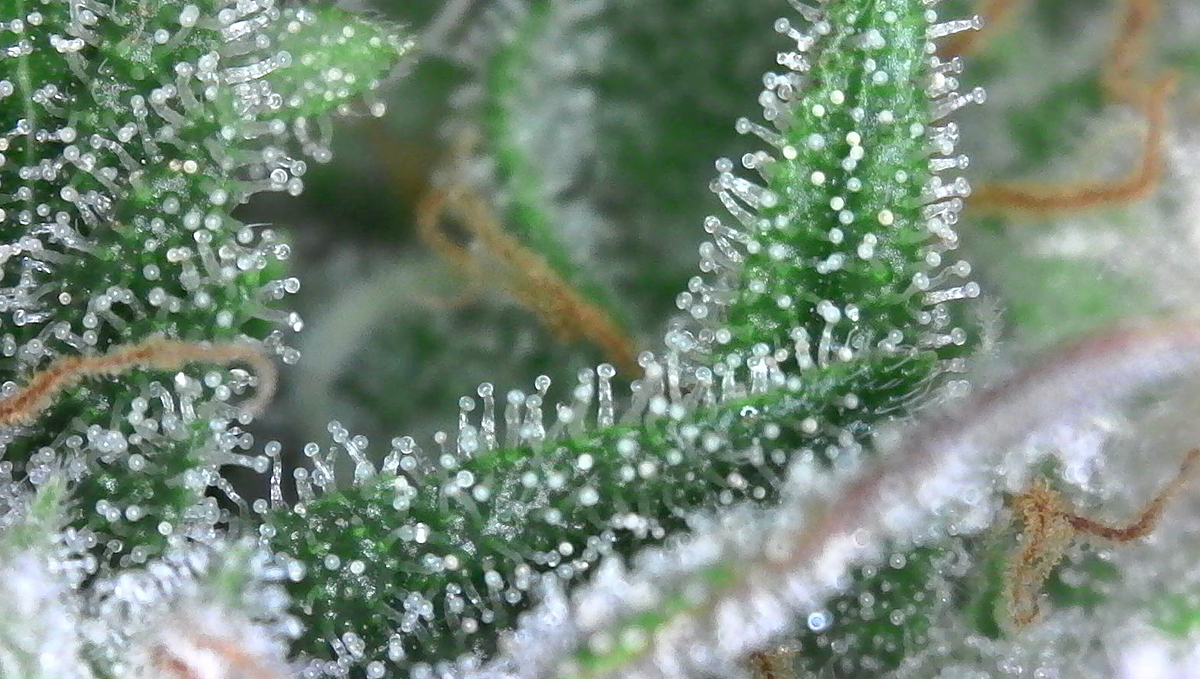 Autoflowers bieten eine ebenso große Bandbreite an Terpenen wie photoperiodische Pflanzen.