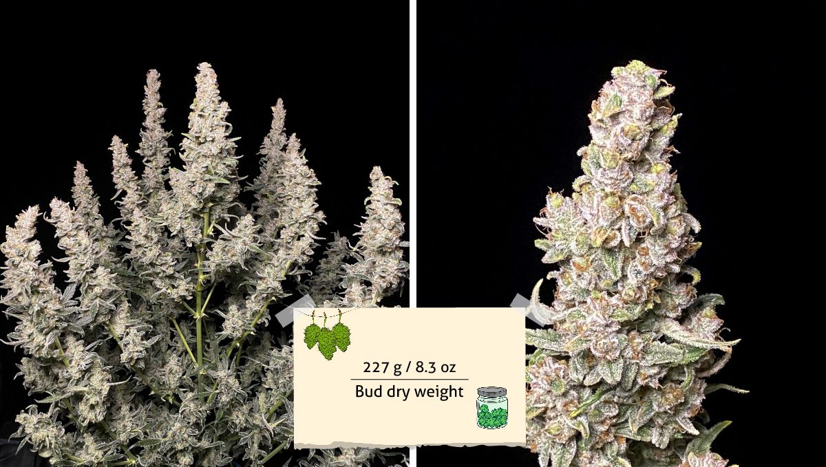 Gorilla Punch Auto cannabis strain: yield | a plant ready for harvest, the same plant trimmed and weighed, and a couple of its dried branches with sticky buds