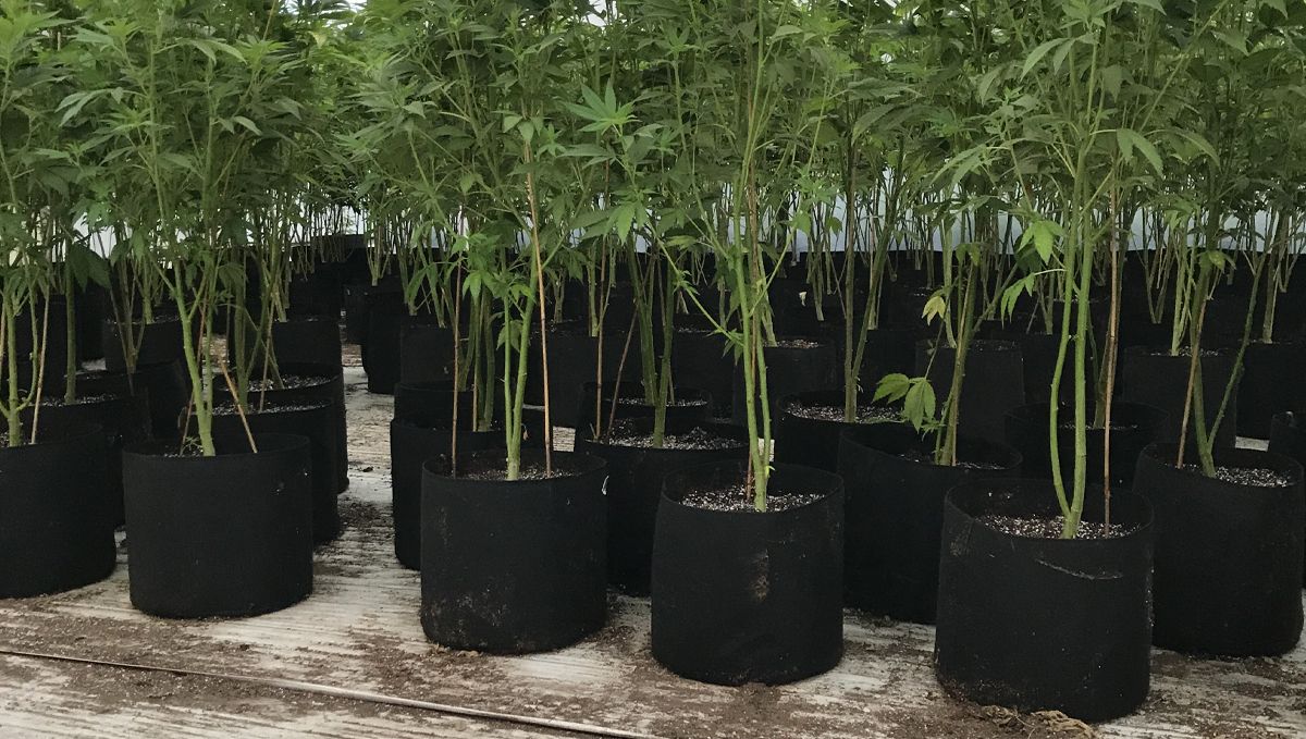 Monster cropping: monster cropping outdoors