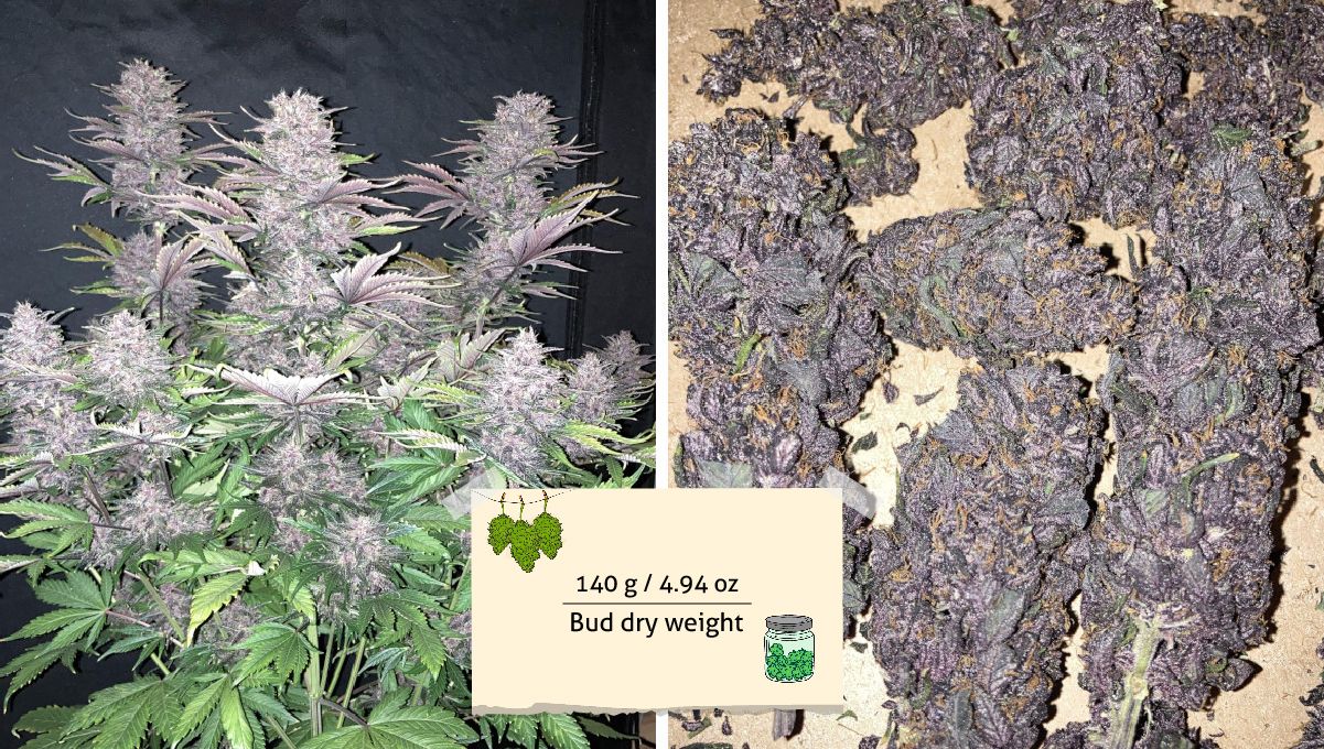 Auto Blackberry Kush cannabis strain: harvest | an indoor autoflower write before harvest and several of its purple buds drying