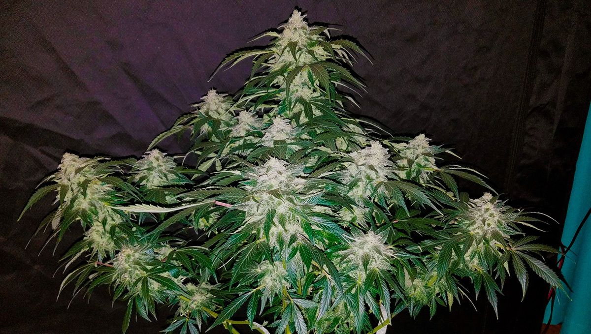 Stardawg auto strain history: history of stardawg Stardawg auto strain history: history of stardawg