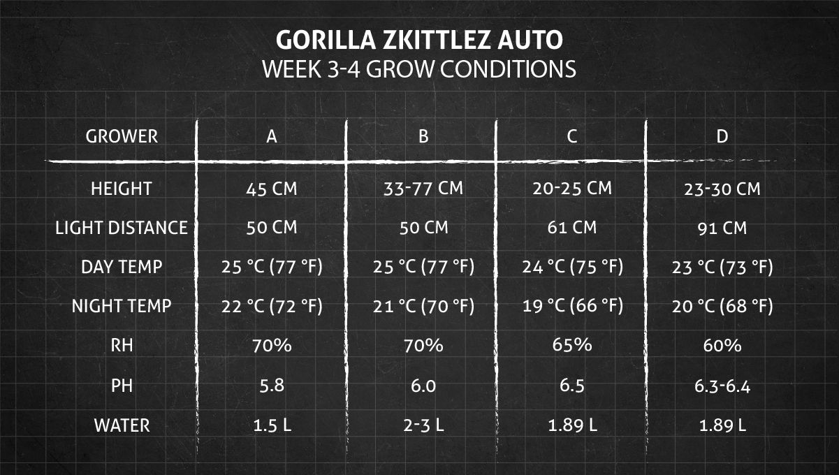 Gorilla Z Auto cannabis strain: weeks 3-4 grow conditions