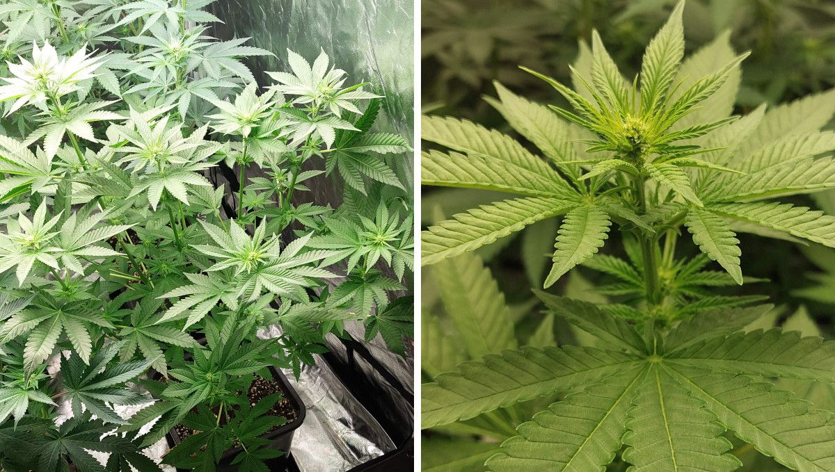 Wedding Cheesecake FF cannabis strain: transition (pre-flower) | week 7 | the first flowers forming Wedding Cheesecake FF cannabis strain: transition (pre-flower) | week 7 | the first flowers forming