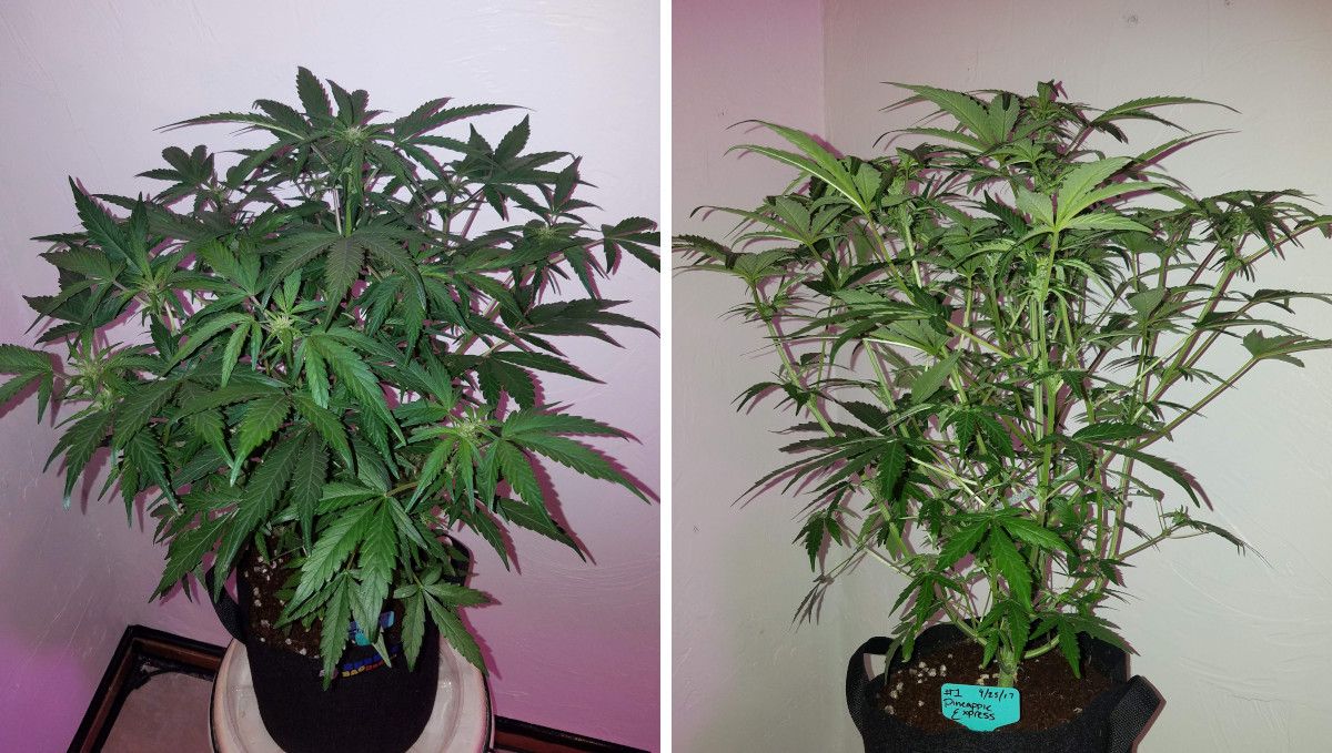 Pineapple Express Auto cannabis strain: transition (pre-flower) | week 5 | an autoflower stretching and starting to bud Pineapple Express Auto cannabis strain: transition (pre-flower) | week 5 | an autoflower stretching and starting to bud