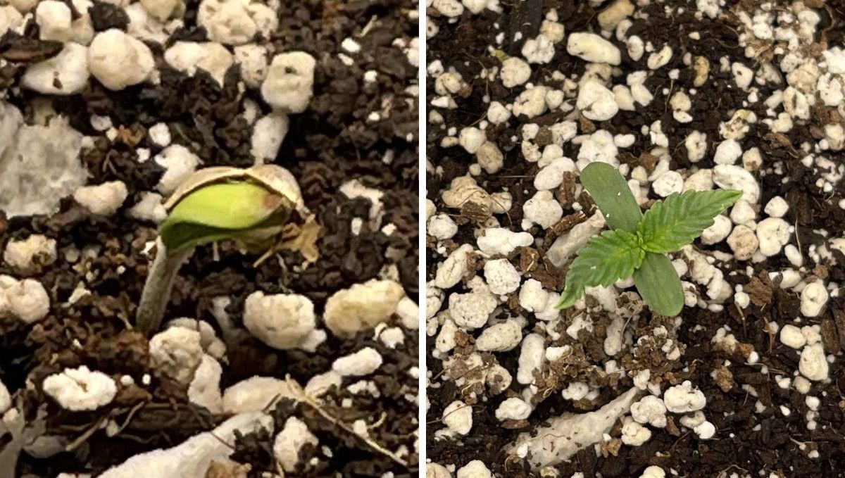 Gorilla Z Auto cannabis strain: germination and seedling stage | week 1 | a seed shown shedding its hull and then on the third day from sprouting