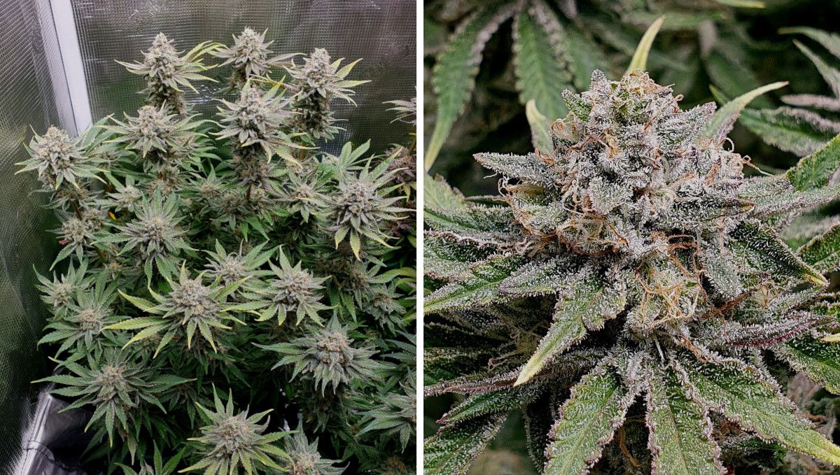 Tropicana Cookies FF cannabis strain: ripening and harvest | weeks 12 | a marijuana plant standing in an indoor tent on the eve of harvest and a close shot of its mature-looking cola