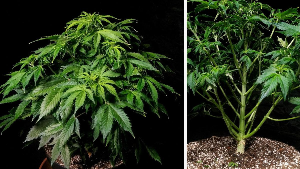 Blueberry Cheese Auto cannabis strain: mid veg | weeks 3-4 | a medium sized but very bushy autoflower and a closer look at its thick branches