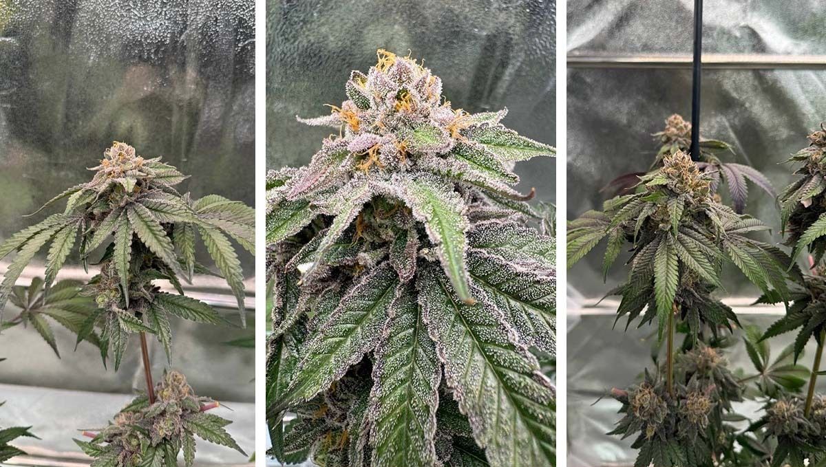 Lemon Cherry Runtz