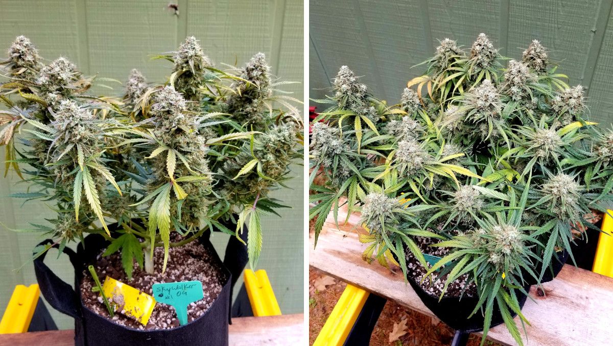 Skywalker OG Auto cannabis strain: ripening and harvest | weeks 10 | a short, heavily trained indoor plant with more than a dozen fat, round colas Skywalker OG Auto cannabis strain: ripening and harvest | weeks 10 | a short, heavily trained indoor plant with more than a dozen fat, round colas