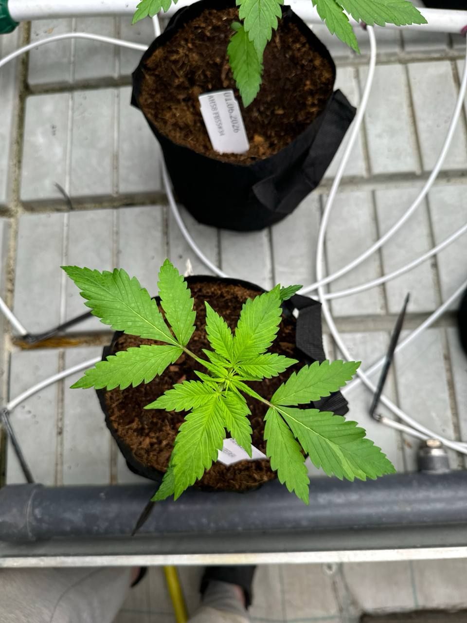 Lemon Cherry Cookies Auto