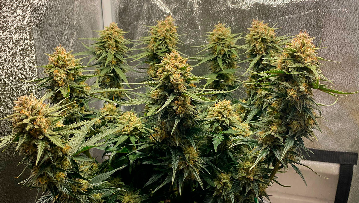 10 Best Strains for Female Arousal in 2022: Sour Diesel