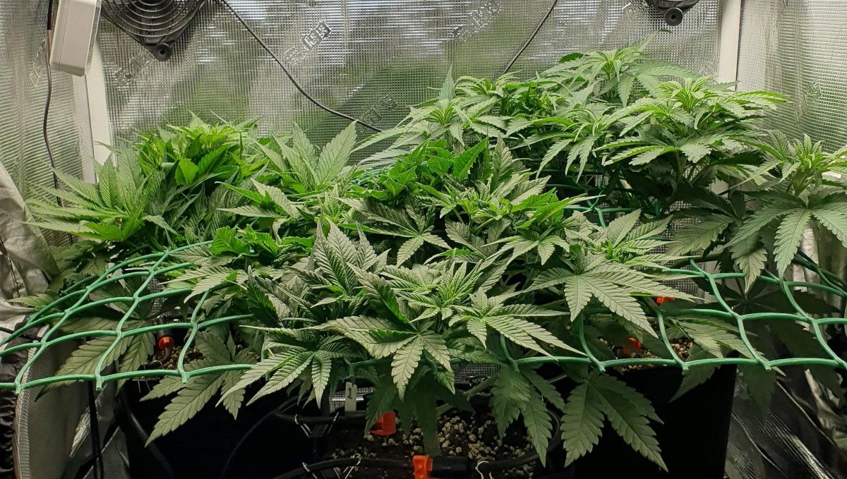 Tropicana Cookies FF cannabis strain: mid veg | weeks 3-6 | three very bushy and dense plants filling in the ScrOG net in a grow tent