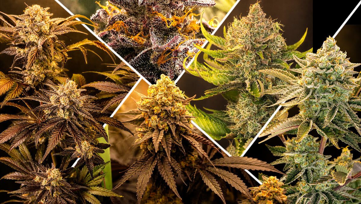 What Makes a Strain Great for Greenhouses? What Makes a Strain Great for Greenhouses?