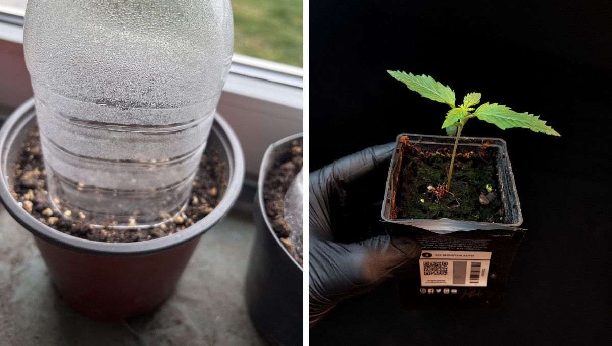 Six Shooter Auto cannabis strain: germination and seedling stage | week 1 | a small pot on a window sill covered with a humidity dome and a big seedling in a starter pot