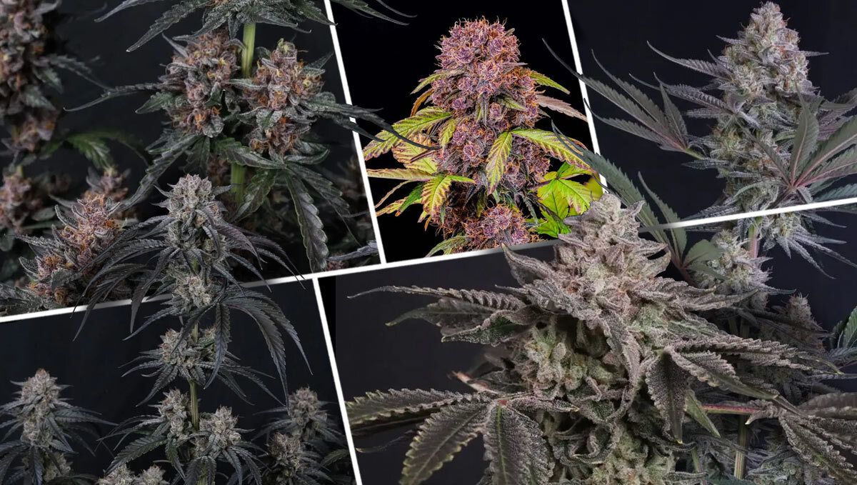 What Makes A Great Fast Strain? What Makes A Great Fast Strain?