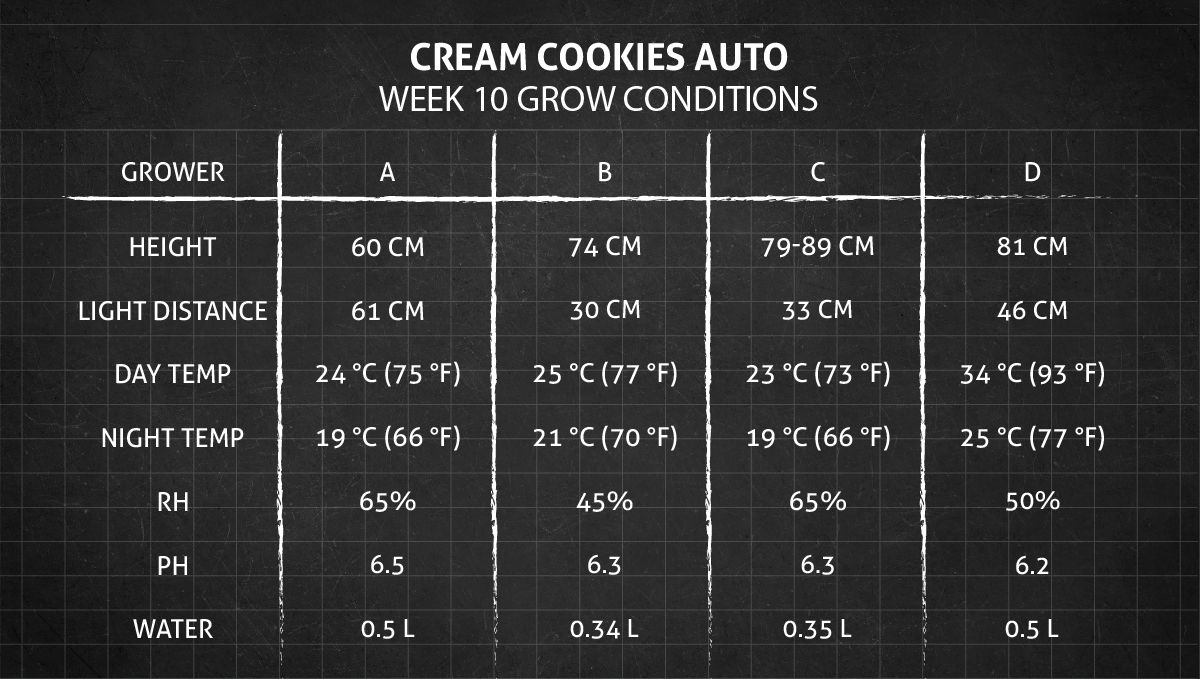 Cream Cookies Auto cannabis strain: week 10 grow conditions