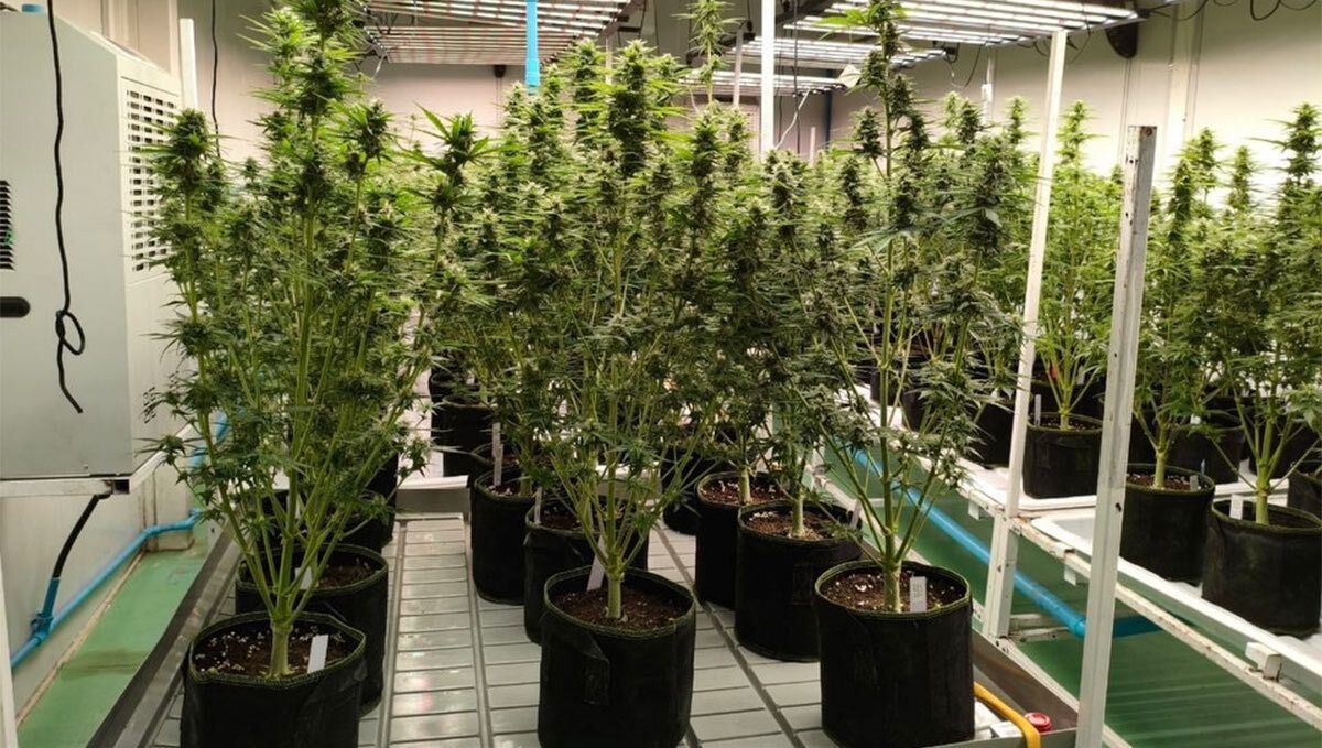 Apricot Auto