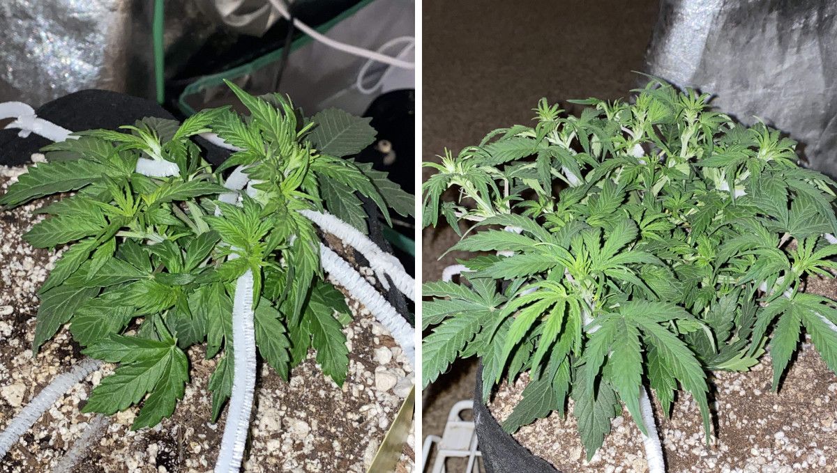 Pineapple Express Auto cannabis strain: mid veg | weeks 3-4 | heavy training continues Pineapple Express Auto cannabis strain: mid veg | weeks 3-4 | heavy training continues