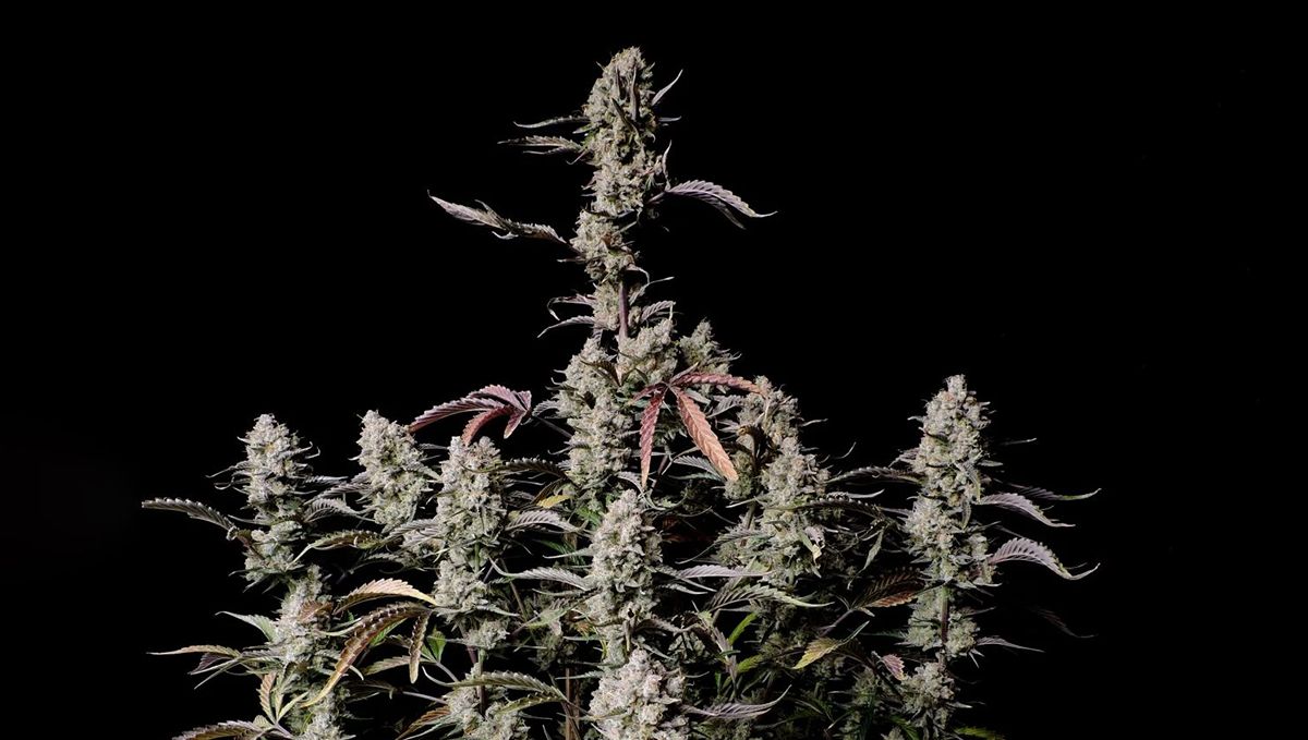 Top 5 Besten Autoflower Sorten für den Indoor-Anbau: Gorilla Z Auto Top 5 Besten Autoflower Sorten für den Indoor-Anbau: Gorilla Z Auto