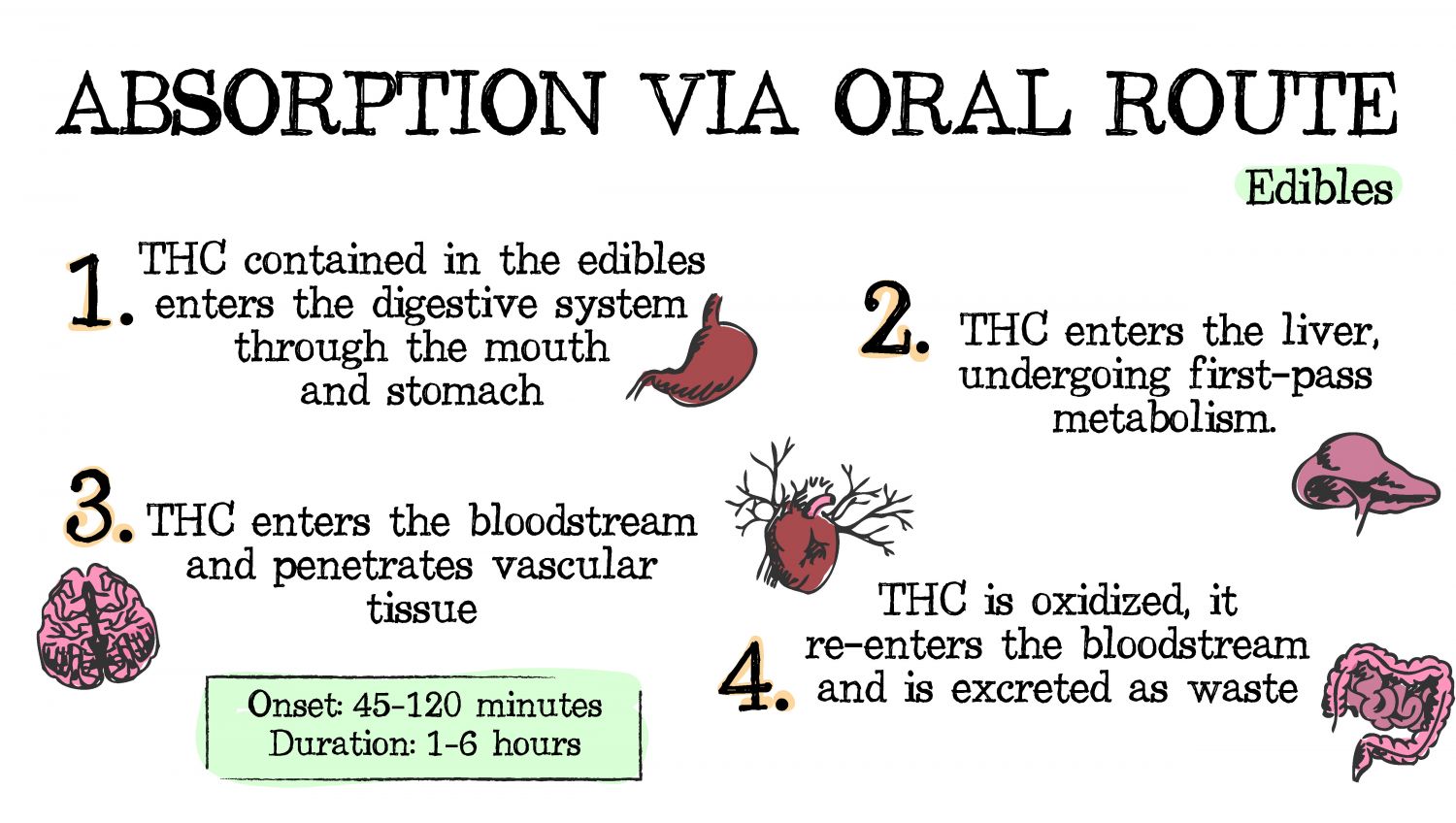 How cannabis can be absorbed: oral route How cannabis can be absorbed: oral route