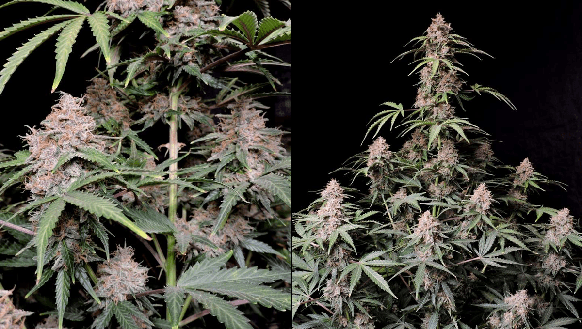 Top 5 ertragreichste Autoflower-Sorten: Amnesia Z Auto Top 5 ertragreichste Autoflower-Sorten: Amnesia Z Auto