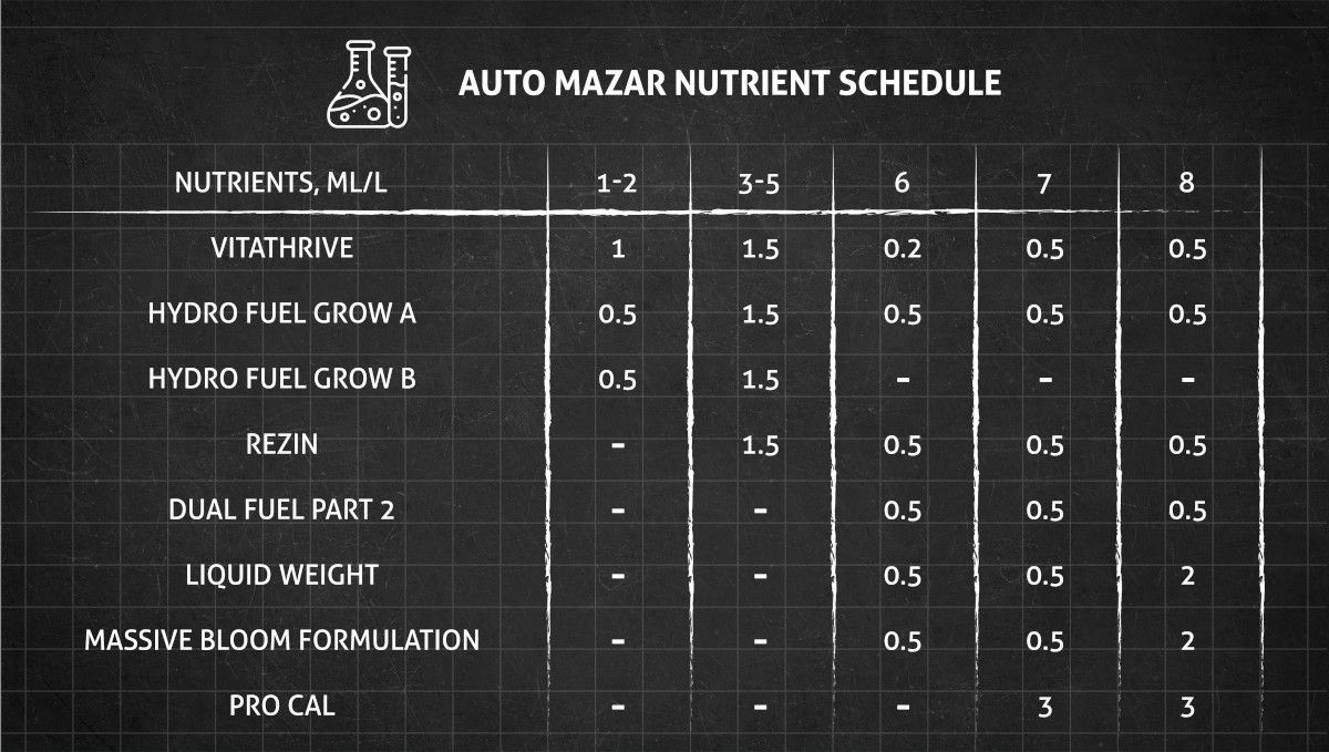 Auto Mazar cannabis strain: feeding chart for the vegetative and flowering stage
