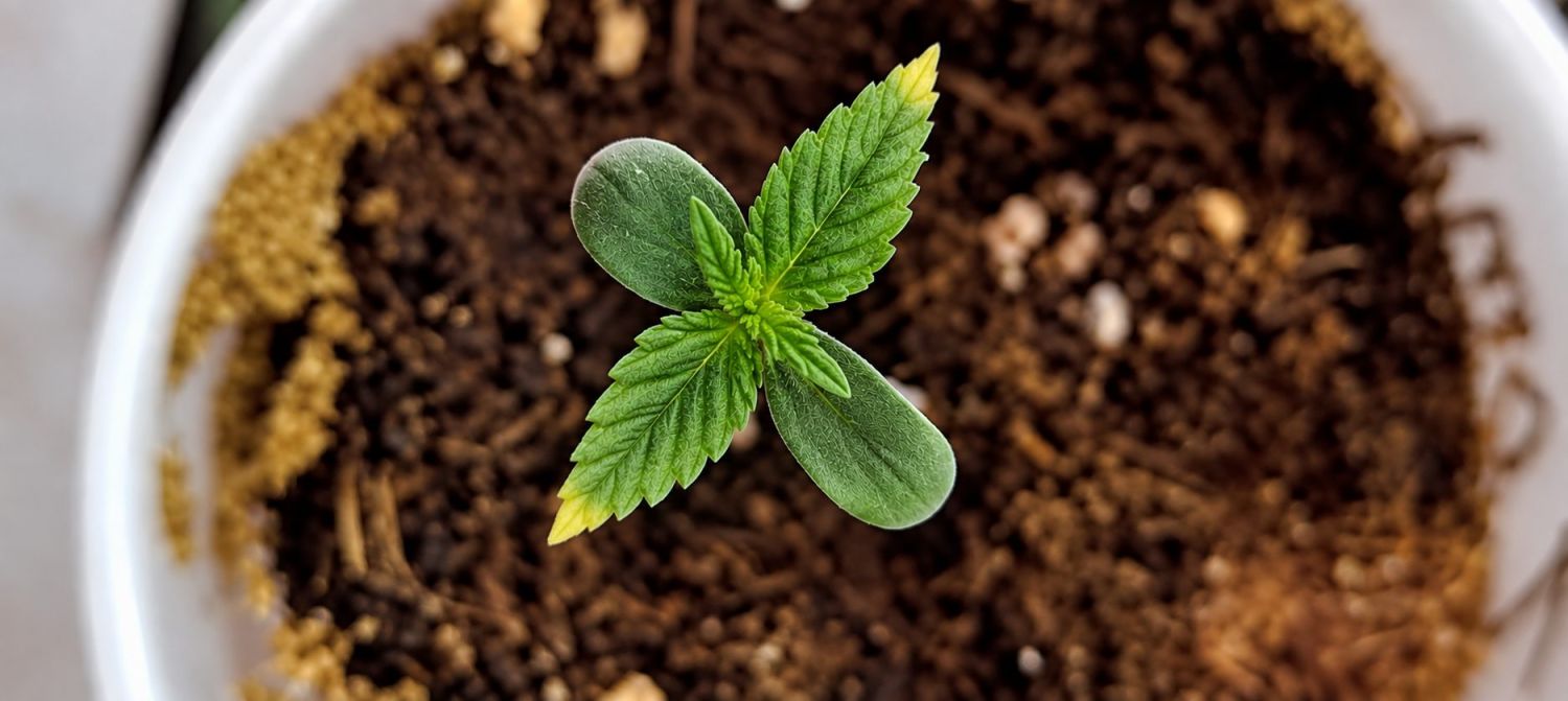 Nährstoffverbrennung bei Cannabis-Sämling Nährstoffverbrennung bei Cannabis-Sämling