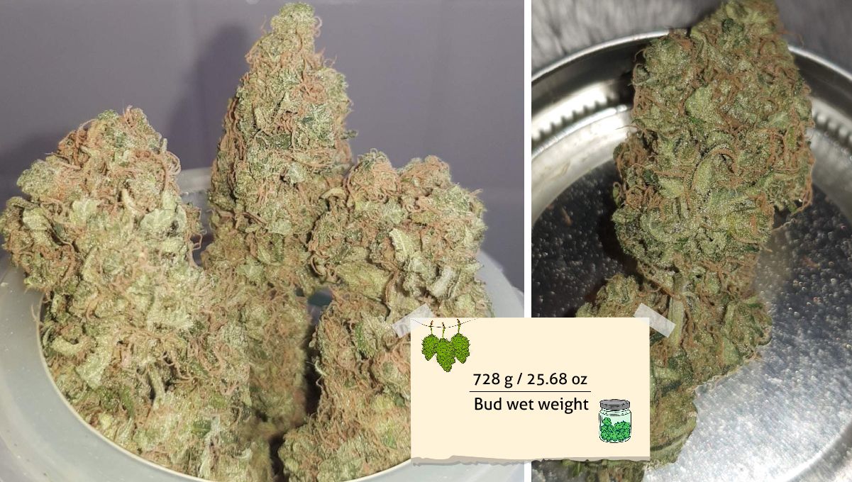 Wedding Cheesecake FF cannabis strain: yield | trimmed and dried buds Wedding Cheesecake FF cannabis strain: yield | trimmed and dried buds