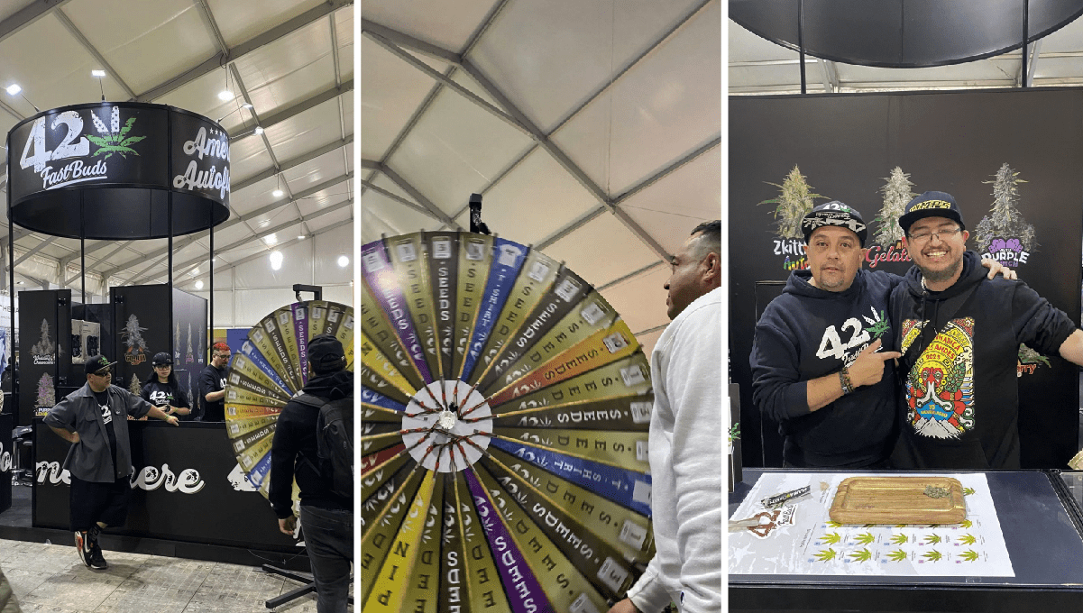 Much More Than an Expo, A Weed Festival Much More Than an Expo, A Weed Festival