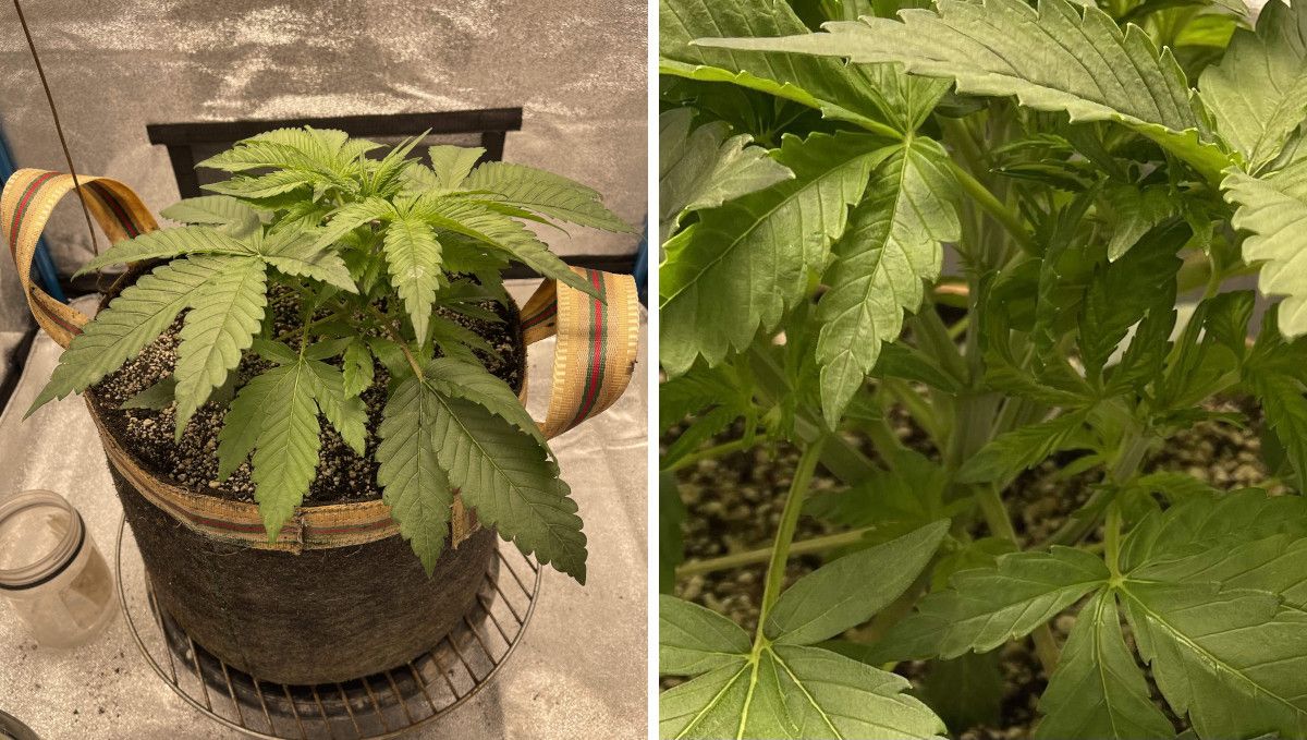 Cherry Cola Auto cannabis strain: mid veg | weeks 3-4 | bushing out in veg