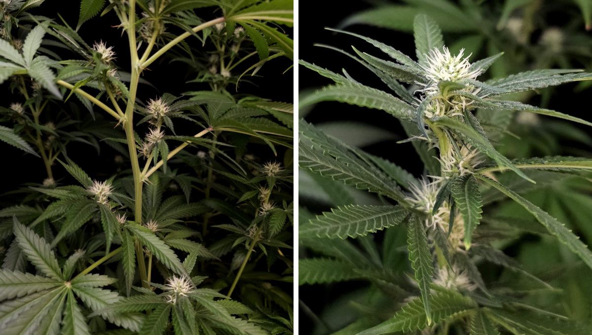 Tropicana Cookies FF cannabis strain: early flower | weeks 8-9 | a long, stretchy branch and the first tiny flowers forming at the middle nodes and on top