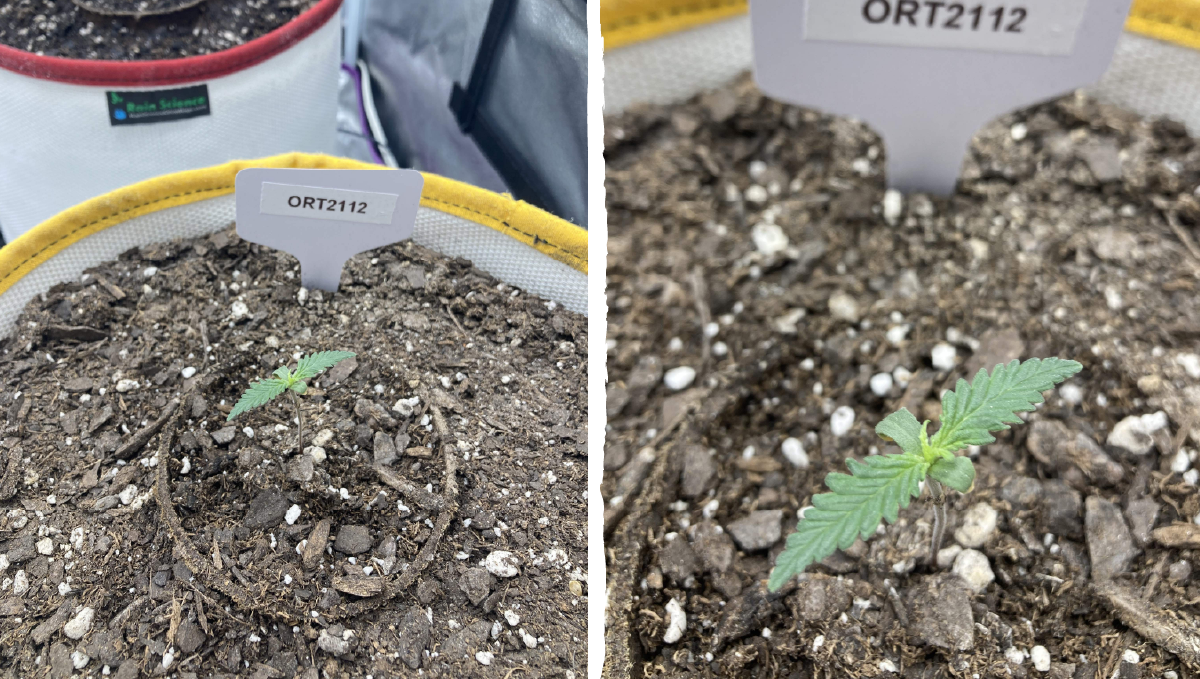 Trainwreck auto week-by-week: germination Trainwreck auto week-by-week: germination