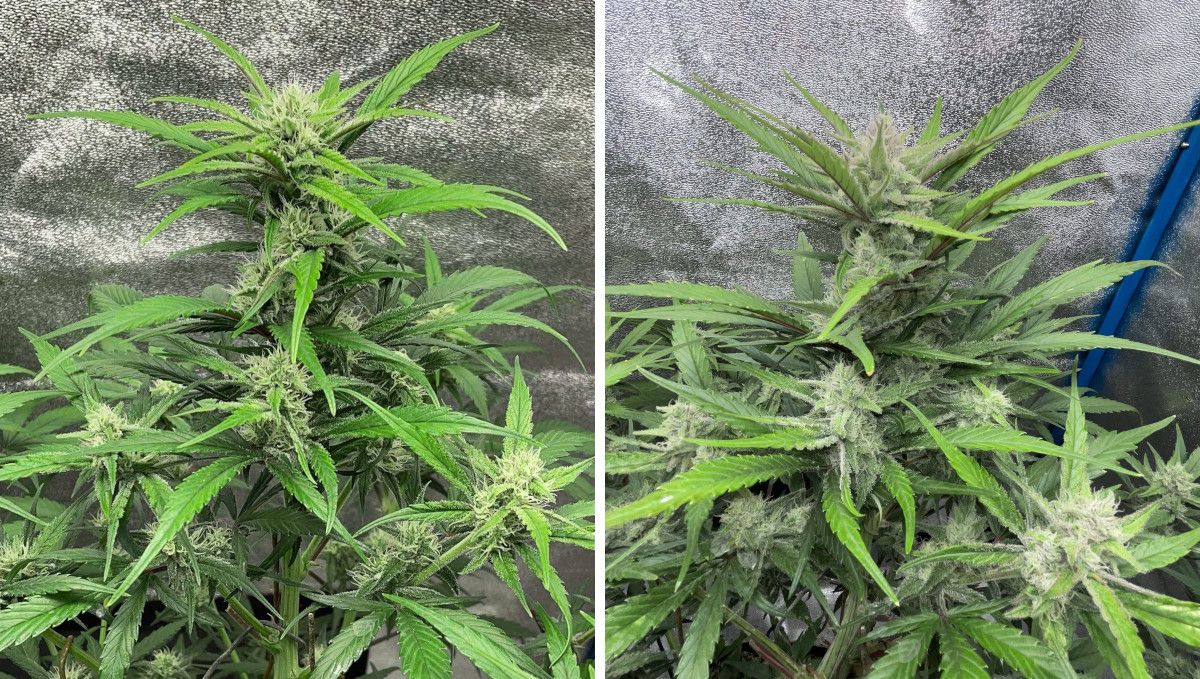 Banana Purple Punch Auto Cannabissorte: Frühe Blüte | Wochen 6-7 | Die Spitze einer Indoor-Autoflower mit Blüten, die beginnen, sich zu füllen und frostig zu werden Banana Purple Punch Auto Cannabissorte: Frühe Blüte | Wochen 6-7 | Die Spitze einer Indoor-Autoflower mit Blüten, die beginnen, sich zu füllen und frostig zu werden