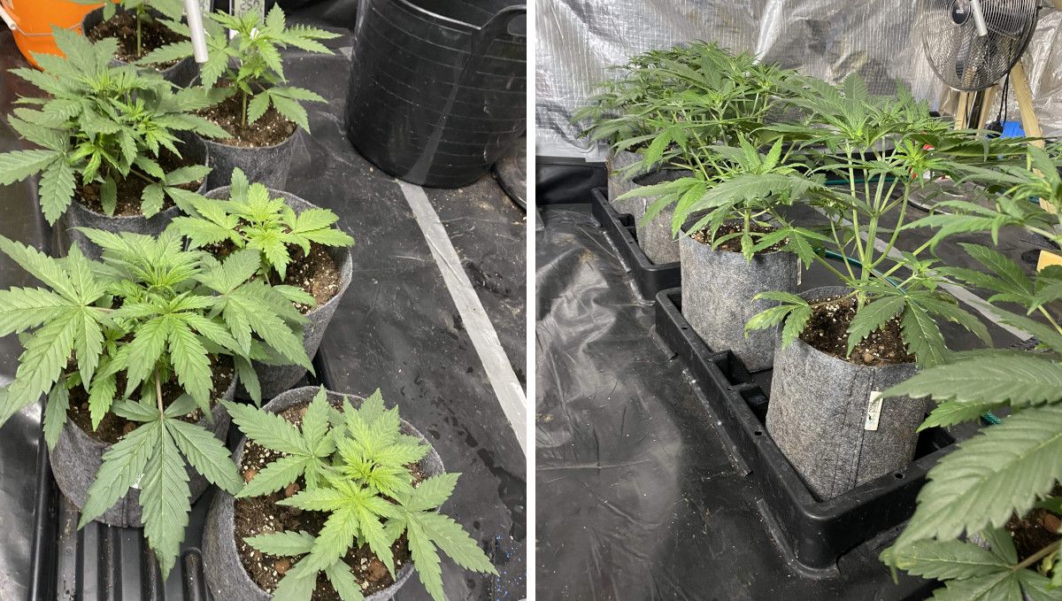 Tangie Auto cannabis strain: mid veg | weeks 3-4 Tangie Auto cannabis strain: mid veg | weeks 3-4