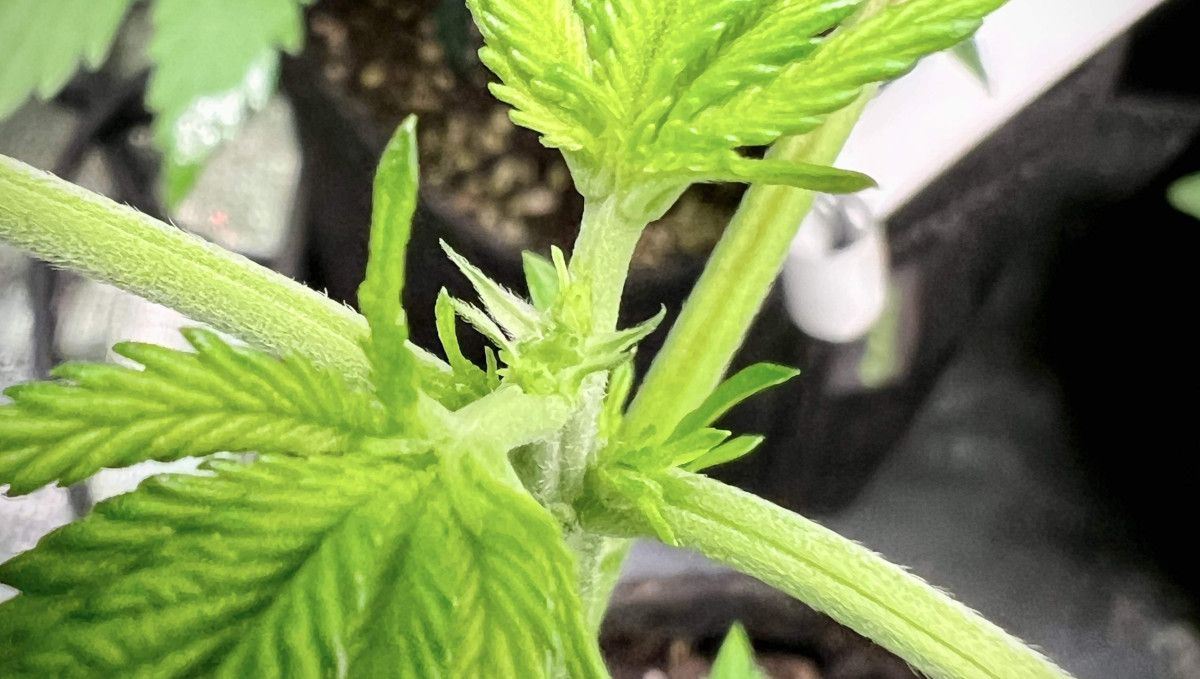 Purple Lemonade FF cannabis strain: early veg | week 2 | the top removed Purple Lemonade FF cannabis strain: early veg | week 2 | the top removed