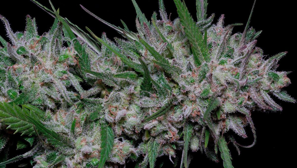 Girl scout cookies auto strain history: what makes it special? Girl scout cookies auto strain history: what makes it special?