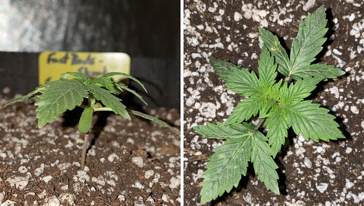 Skunk Auto Cannabis Strain Week-by-Week Guide: A side view and a top view of a 2-week-old ganja seedling Skunk Auto Cannabis Strain Week-by-Week Guide: A side view and a top view of a 2-week-old ganja seedling
